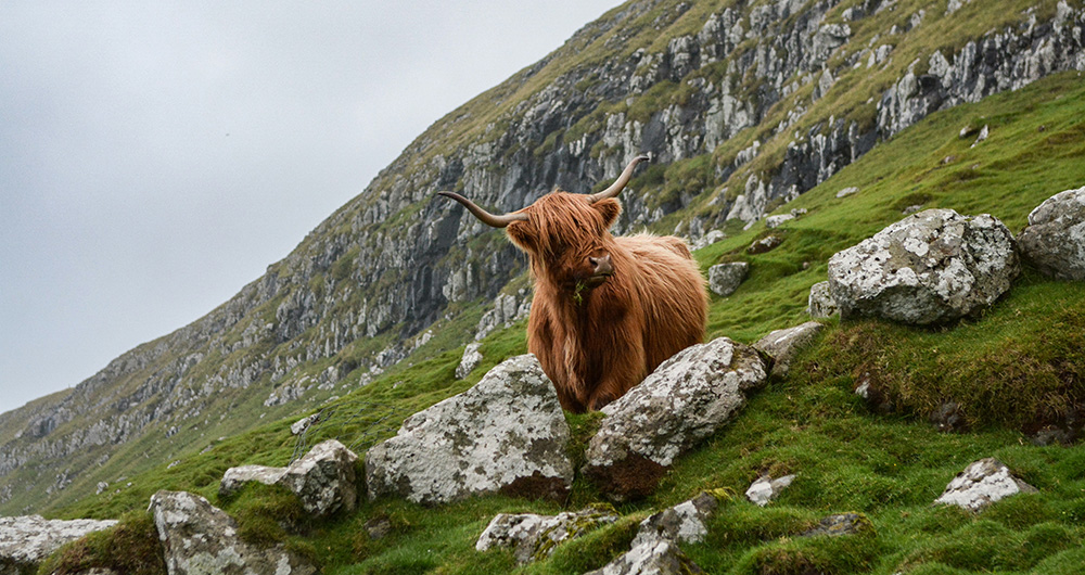cow