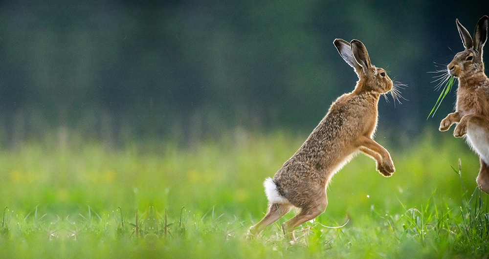 hare